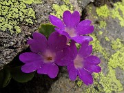 59 Primula hirsuta (Primula irsuta)